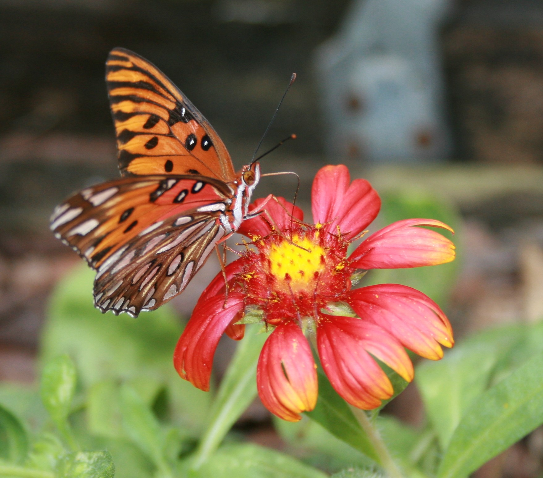 Butterfly House Reopens For Season May 5 South Santa Rosa News