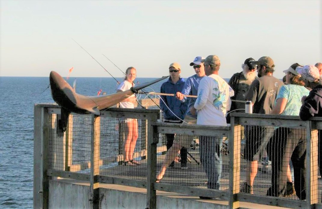 Hundreds of sharks observed at Navarre Beach South Santa Rosa News