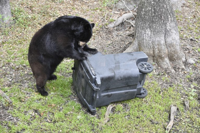 $58k For Bear-resistant Dumpster Modifications At South Santa Rosa 