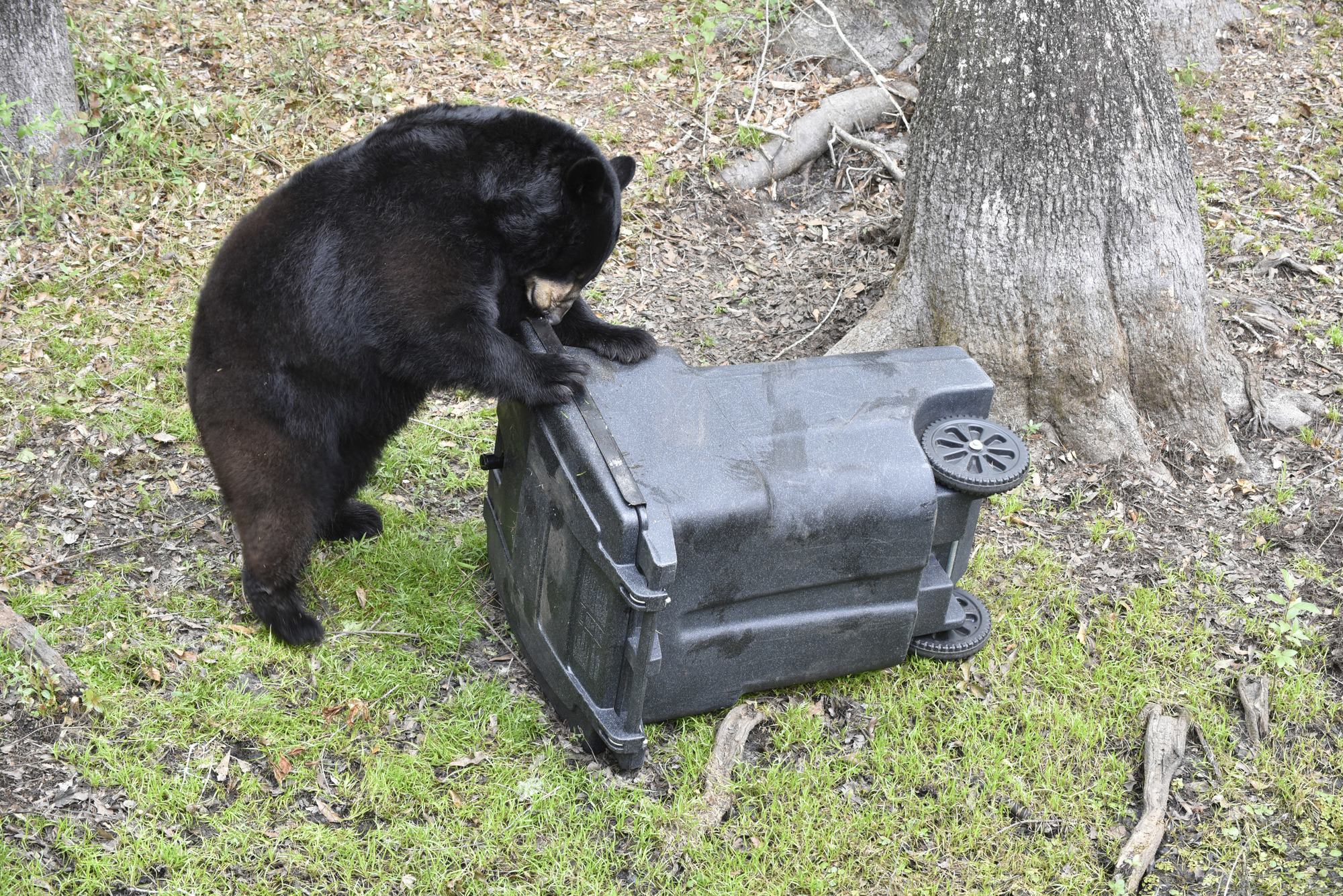 Santa Rosa County Gis A New Tool Developed By Santa Rosa County Gis Helps Track Bears