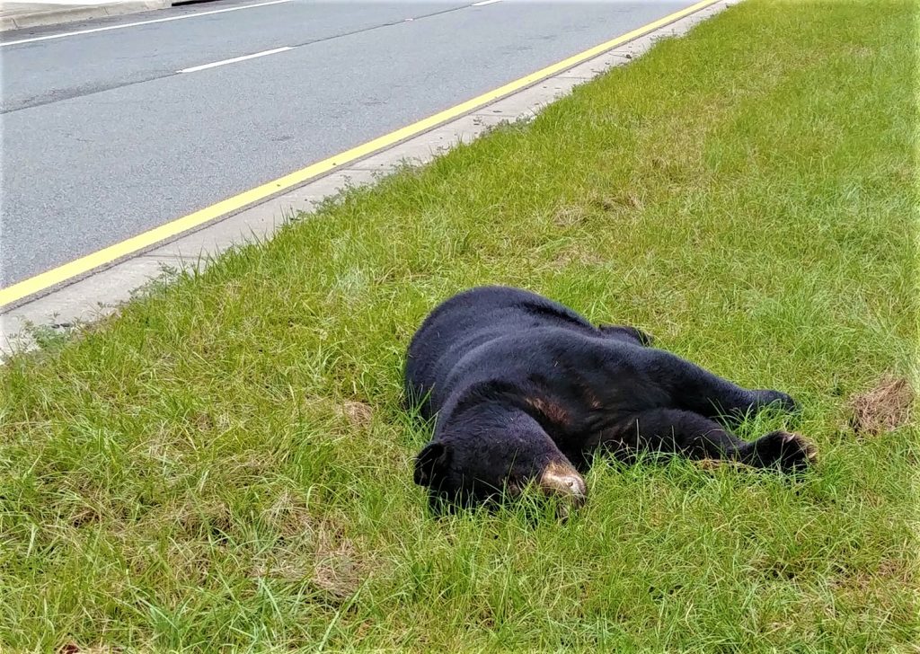 Two bears killed by vehicles in two separate incidents on 87 S - South ...